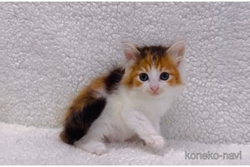 成約済の千葉県のノルウェージャンフォレストキャット-102698の1枚目